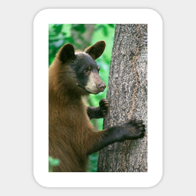 Black Bear in The Woods Sticker by Bravuramedia